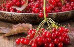 Как ягоды калины влияют на артериальное давление