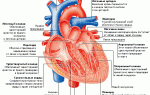 Сердце артериальное давление картинки
