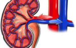Артериальное давление сужения почечных артерий